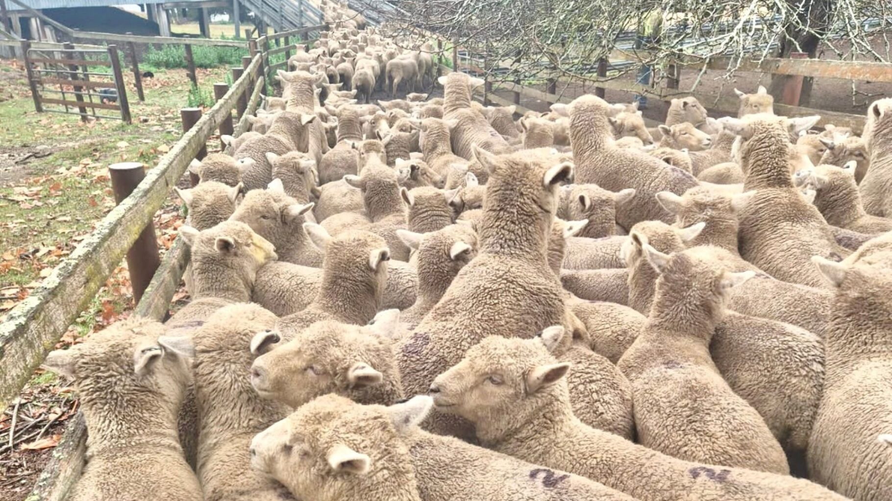 Southdown crossbred lambs. 