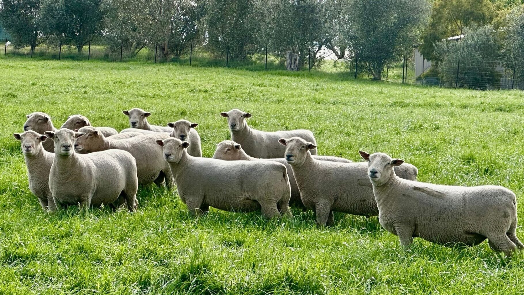 12-month old Southdown Stud Rams. Photo: Supplied